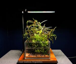 Natural - Aqua Plants Hub