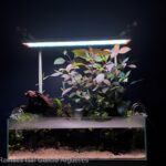 The natural scaper - Aqua Plants Hub