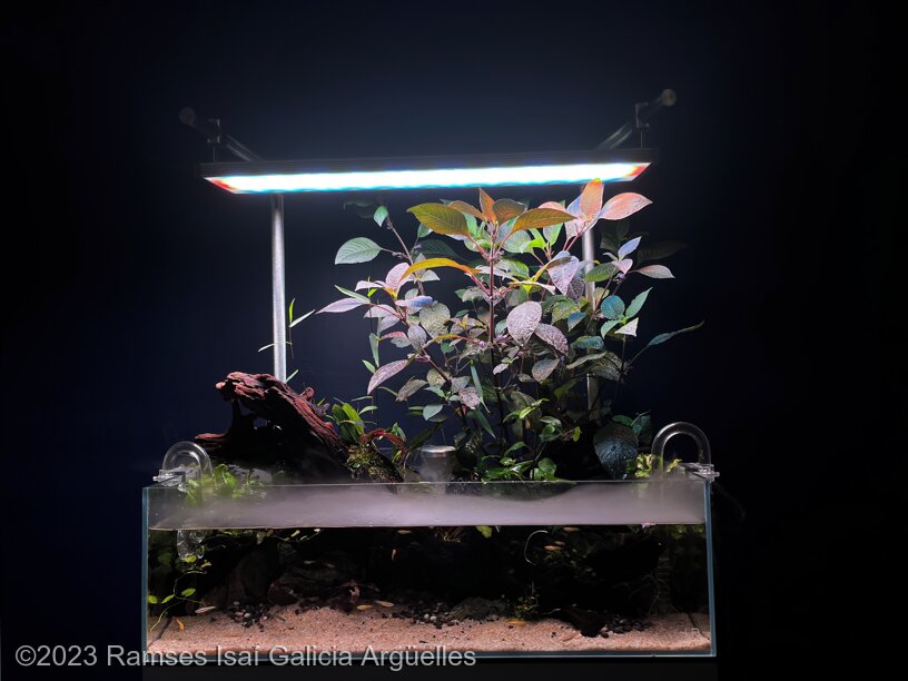 The natural scaper - Aqua Plants Hub