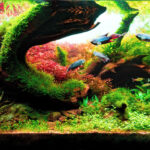 Paradise fish