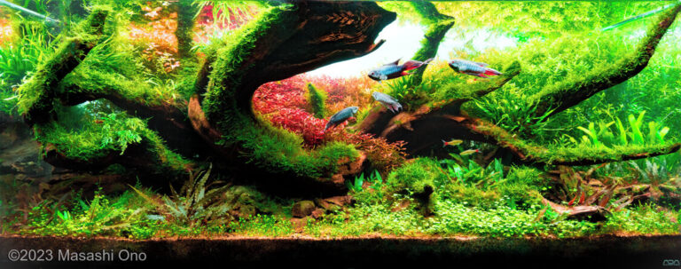 Paradise fish
