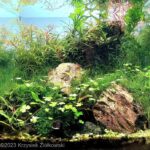Small Mountain - Aqua Plants Hub