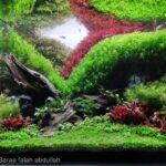 Intry to heaven - Aqua Plants Hub