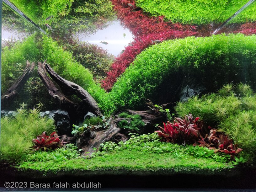 Intry to heaven - Aqua Plants Hub