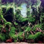 Future forest - Aqua Plants Hub