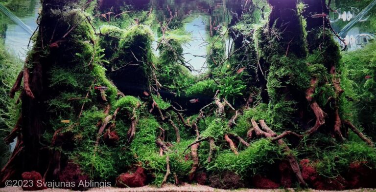Future forest