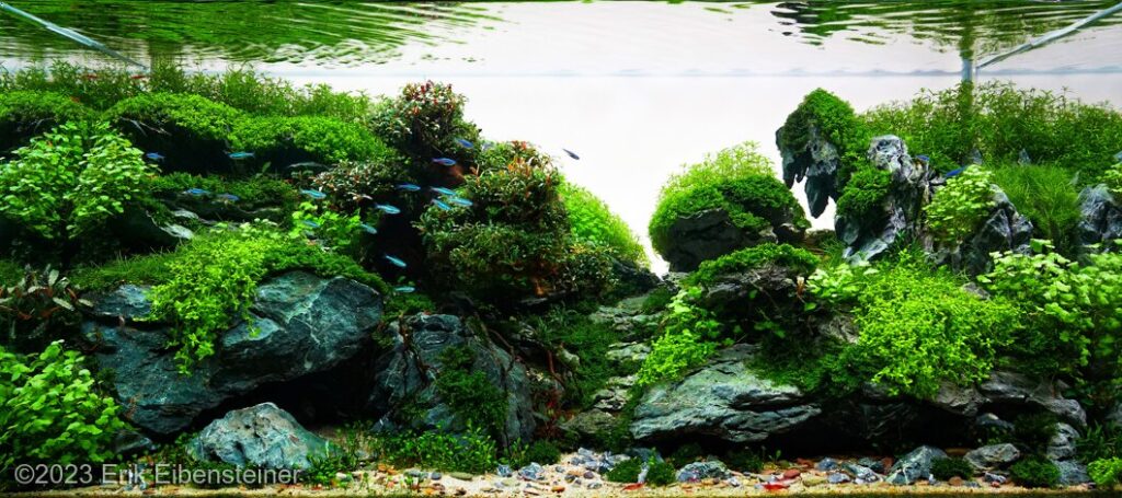 Sunken tree - Aqua Plants Hub