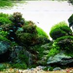 Sunken tree - Aqua Plants Hub