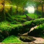 Gorge - Aqua Plants Hub