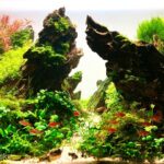 Drama - Aqua Plants Hub