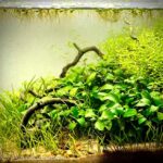 Unexpected beauty - Aqua Plants Hub