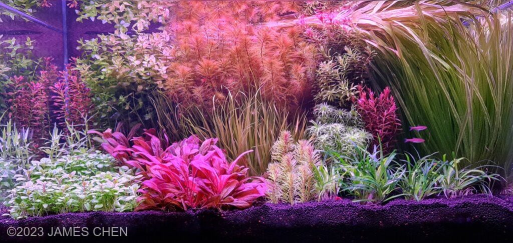 A Symphony of Colors - Aqua Plants Hub