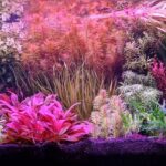 A Symphony of Colors - Aqua Plants Hub