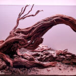 Elephant Branch - Aqua Plants Hub