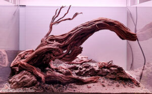 Elephant Branch - Aqua Plants Hub
