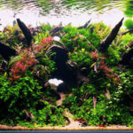 The Crown - Aqua Plants Hub