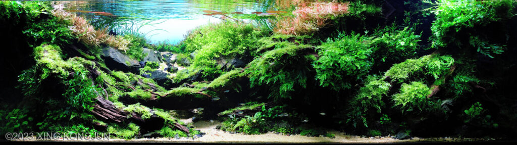 Habitat In The Sun - Aqua Plants Hub