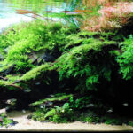 Habitat In The Sun - Aqua Plants Hub