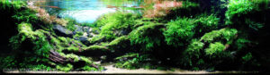 Habitat In The Sun - Aqua Plants Hub