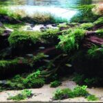 Breath Of The Wild-Africa - Aqua Plants Hub