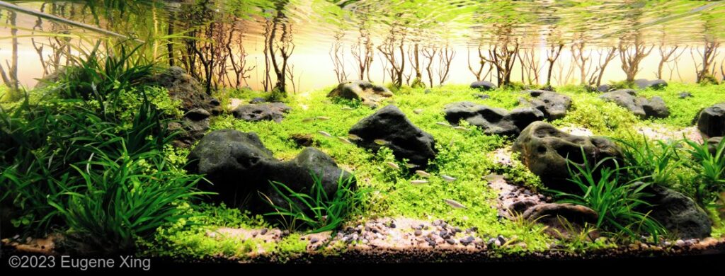 HOPE - HOPE (AGA 2023 #560) - Aqua Plants Hub