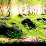 HOPE - HOPE (AGA 2023 #560) - Aqua Plants Hub