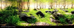 HOPE - HOPE (AGA 2023 #560) - Aqua Plants Hub