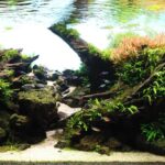 Heralds Autumn - Aqua Plants Hub