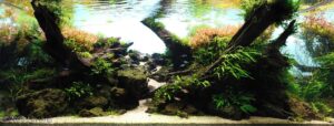 Heralds Autumn - Aqua Plants Hub