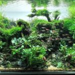 CLIIF - Aqua Plants Hub