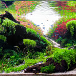 Spring - Spring (AGA 2023 #563) - Aqua Plants Hub