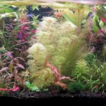 Aquachaos - Aqua Plants Hub