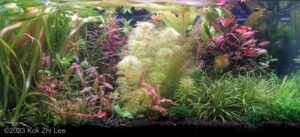 Aquachaos - Aqua Plants Hub