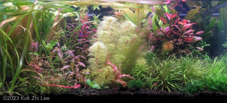 Aquachaos