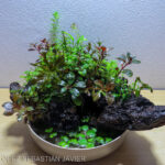 FIKA - Aqua Plants Hub