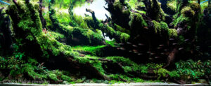 Green Hell - Aqua Plants Hub