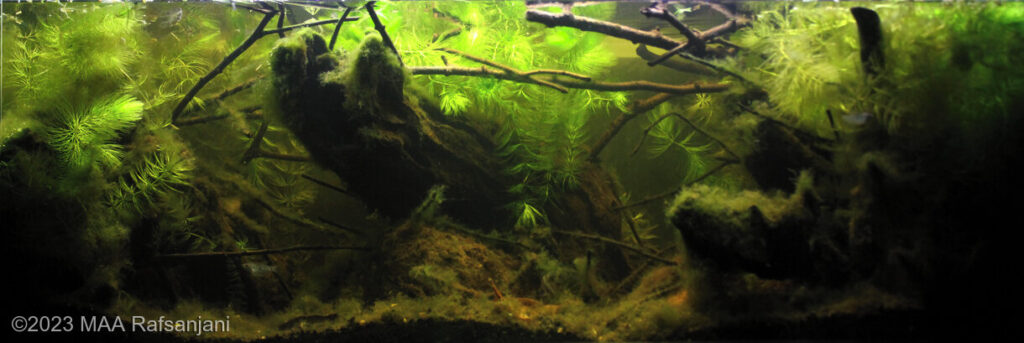 Swamp in Muara Tembesi, Jambi, Indonesia - Aqua Plants Hub