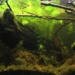 Swamp in Muara Tembesi, Jambi, Indonesia - Aqua Plants Hub