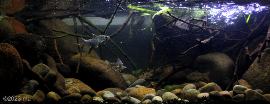 Creek in Pandaan Pasuruan, East Java, Indonesia - Aqua Plants Hub