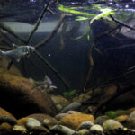 Creek in Pandaan Pasuruan, East Java, Indonesia - Aqua Plants Hub