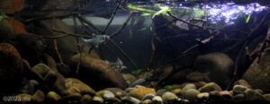 Creek in Pandaan Pasuruan, East Java, Indonesia - Aqua Plants Hub