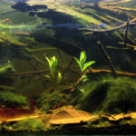 Igarapé do Daracua, Rio Negro, Barcelos, Brazil - Aqua Plants Hub