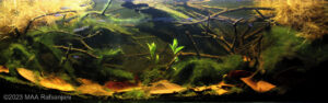 5691 1 - Aqua Plants Hub
