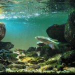 A narrow place on a tributary of Wanquan River in Hainan Island, China - Aqua Plants Hub