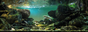 A narrow place on a tributary of Wanquan River in Hainan Island, China - Aqua Plants Hub