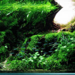 Golden Hour - Aqua Plants Hub