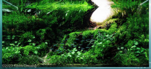 Golden Hour - Aqua Plants Hub