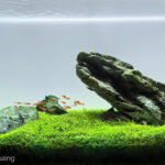 Pride Rock - Aqua Plants Hub