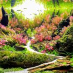 bloom - bloom (AGA 2023 #575) - Aqua Plants Hub