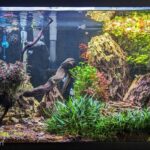 Emma's Underwater Oasis - Emma’s Underwater Oasis - Aqua Plants Hub